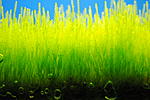 Flame Moss