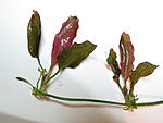 IMG 3632
