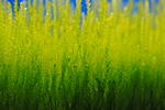 Flame Moss