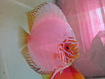 IMG 6288