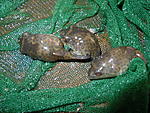   (Tetraodon leiurus)  3 .