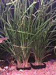 Crinum calamistratum 
 