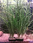 Crinum calamistratum 
 