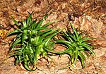 T.Aeranthos Bronze