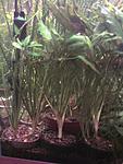 Crinum calamistratum 
 
