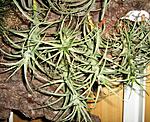 T.Aeranthos Hybrid Giant