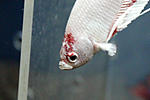 IMG 8029