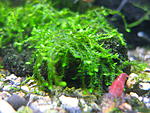 IMG 0276 Callicostella papillata, var. prabaktiana - moss sp. "Sumater"