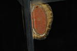   
Acanthopleura vaillantii (Rochebrune, 1882)