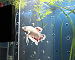 IMG 8007
