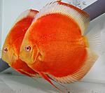 ALBINO RED COVER