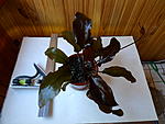 Echinodorus 'Mercedes'