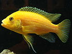 Labidochromis caeruleus Kakusa-all-yellow 