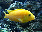 Labidochromis caeruleus "Kakusa all yellow" 