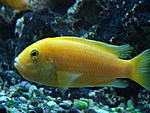 Labidochromis caeruleus "Kakusa all yellow" 