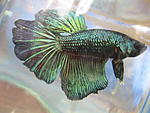 2013 033
