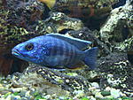 Sciaenochromis fryeri 