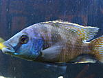 Placidochromis milomo 