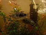 DSC 0080