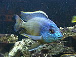 Protomelas taeniolatus Boadzulu" 