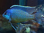 Protomelas taeniolatus Boadzulu" 