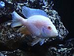 Sciaenochromis fryeri albino 