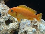 " " Melanochromis johanni 