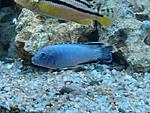  (Pseudotropheus socolofi) 