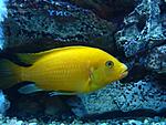 Labidochromis caeruleus Kakusa-all-yellow 