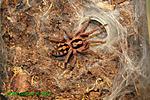 2014 11 17 Hapalopus sp Kolumbia Large FM 007 rsz TM