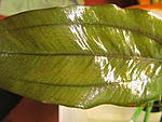 Echinodorus 07