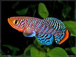 Nothobranchius Rachovii Beira F1