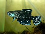 Austrolebias nigripinnis