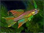 Chromaphyosemion splendopleure Penda Mboko 2001