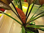 Echinodorus 06