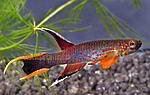 Aphyosemion australe Dark