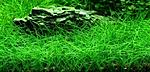   (Eleocharis sp. mini)