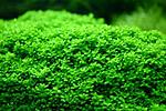   (Hemianthus callitrichoides cuba)