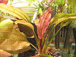 Echinodorus 03
