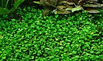  (Marsilea quadrifolia)