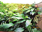 Anubias sp. undulatus latifolia 06
