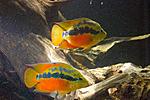 20140907 IMG 5015