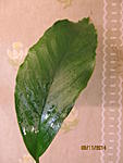 Anubias sp. undulatus latifolia 03