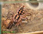 2014 11 17 Hapalopus sp Kolumbia Large FM 004 rsz TM