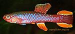 Aphyosemion fulgens(Diapteron fulgens)