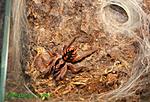 2014 11 17 Hapalopus sp Kolumbia Large FM 002 rsz TM