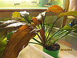Echinodorus 04