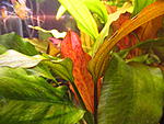 Echinodorus 01