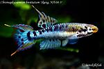 Chromaphyosemion bitaeniatum Tkang