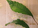 Anubias sp. undulatus latifolia 02
